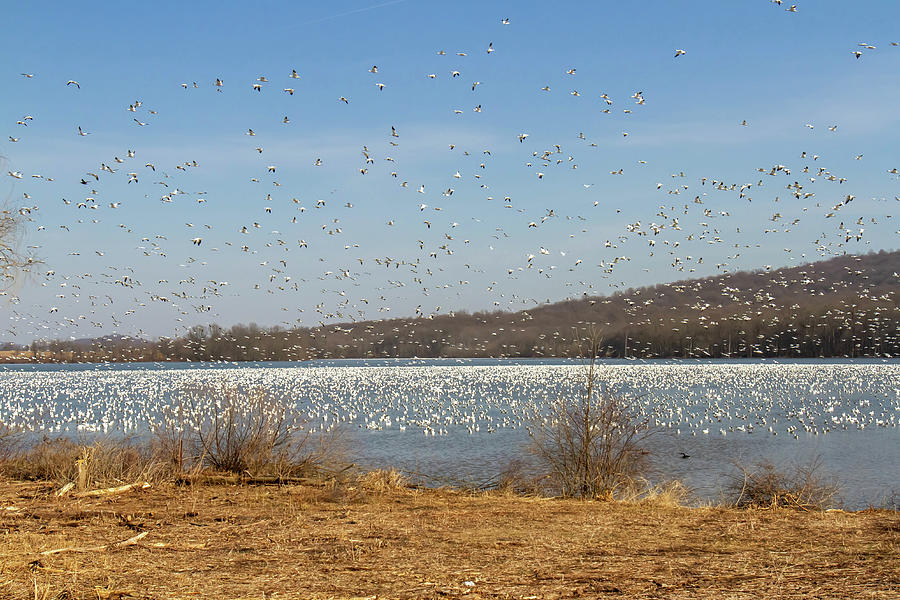 Migrating Snow Geese Photograph