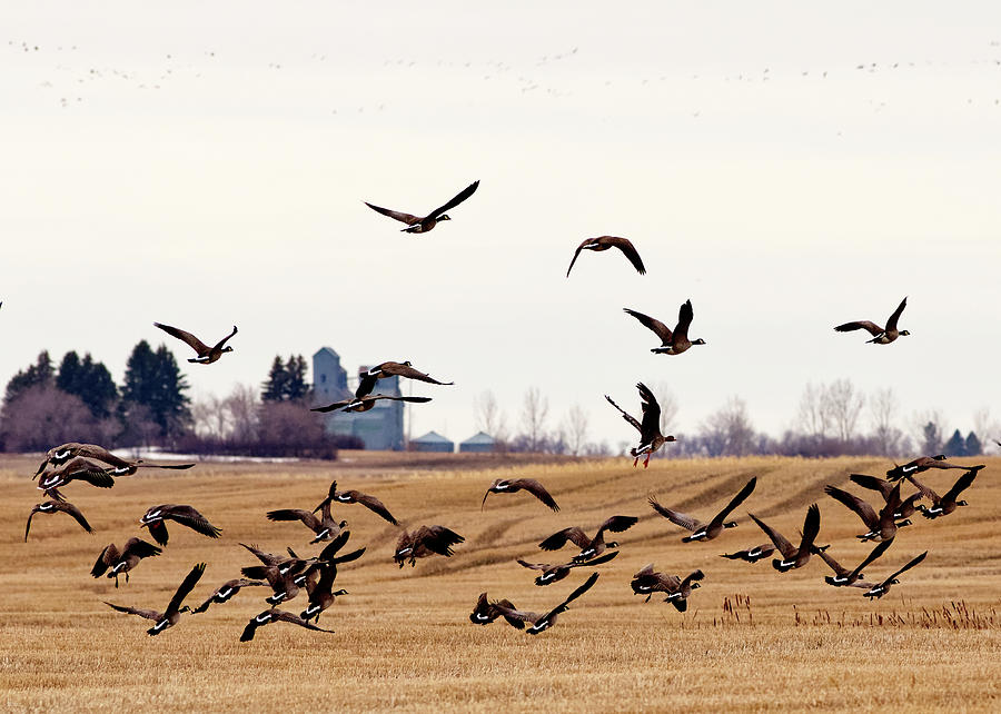 Migrating to Brinsmade - Canada geese in spring stubble field near Brinsmade ND Photograph by Peter Herman