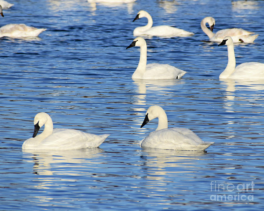 Migrating Trumpeter Swans Photograph by Kathy M Krause