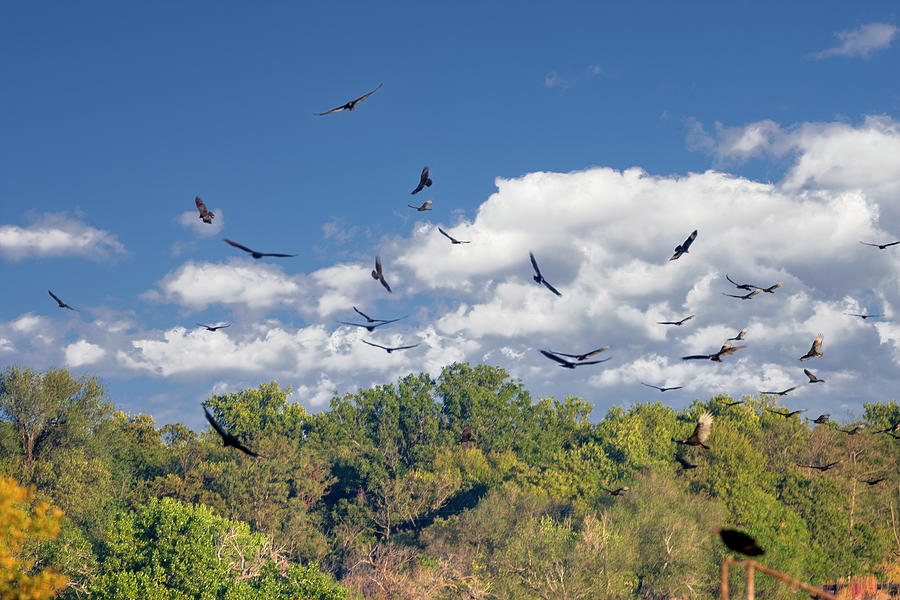 Vulture Photograph - Migrating Turkey Vultures by Debra Martz