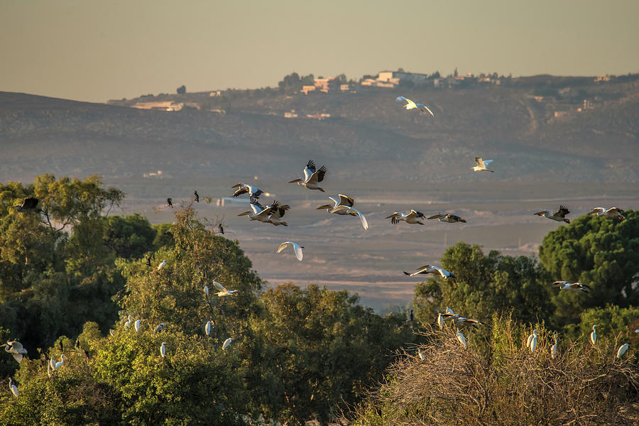 Migration Flight of the White Pelicans Photograph by William Bitman