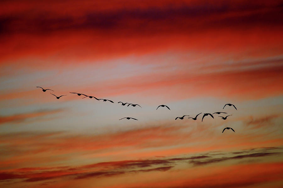 Migration horizontal 1 Photograph by Kathleen Groethe Miller - Fine Art ...