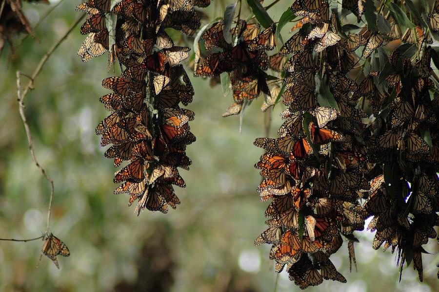 Migration of Monarchs Photograph by Marion Brown - Fine Art America