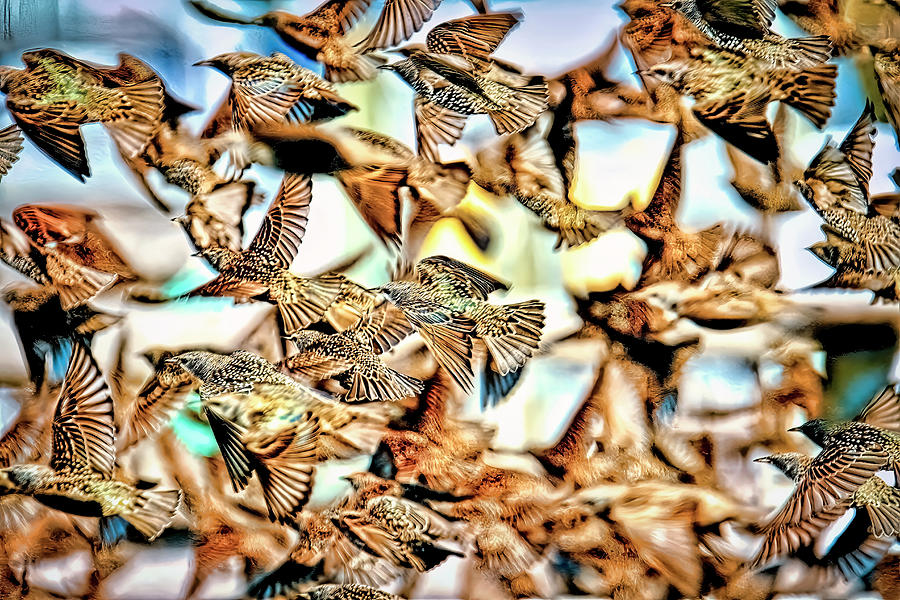 Migration Of The Starlings Photograph