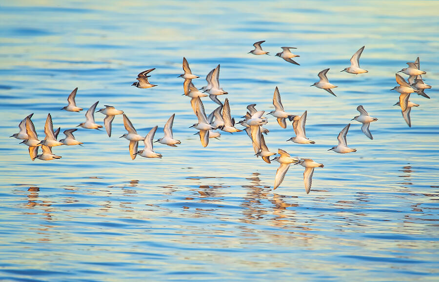 Migration Reflection Photograph by Tracy Munson