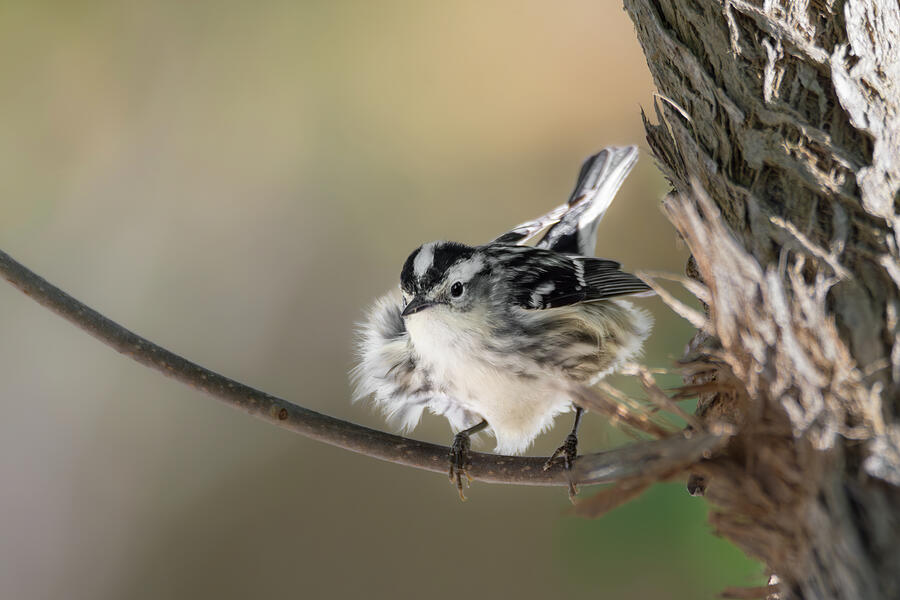 Migratory Black and White Warbler Photograph by Debra Martz Migratory Black and White Warbler Photograph by Debra Martz
