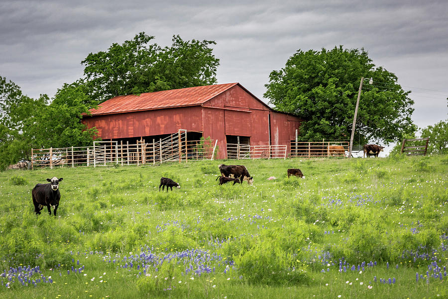 Mike's Perfect Photo Photograph By Michael Wayne Barnett - Fine Art America