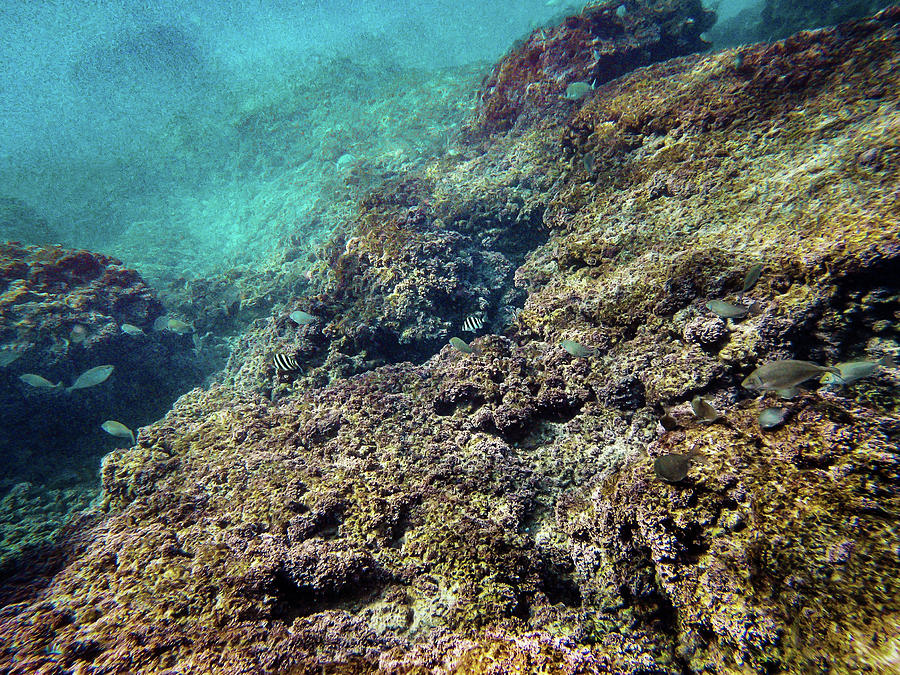 Mikhmoret Reef II Photograph