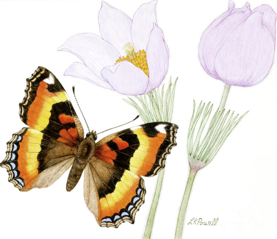 Milberts Tortoiseshell Butterfly And Pasqueflower Painting by Linda K Powell