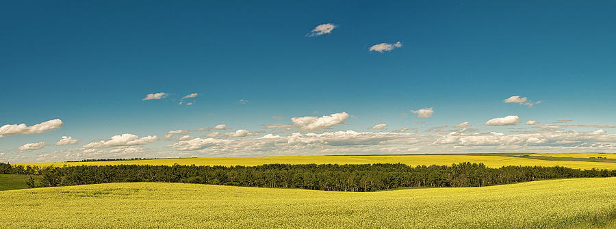 Canola Photograph - Miles and Miles of Nothing But Miles and Miles by Phil And Karen Rispin