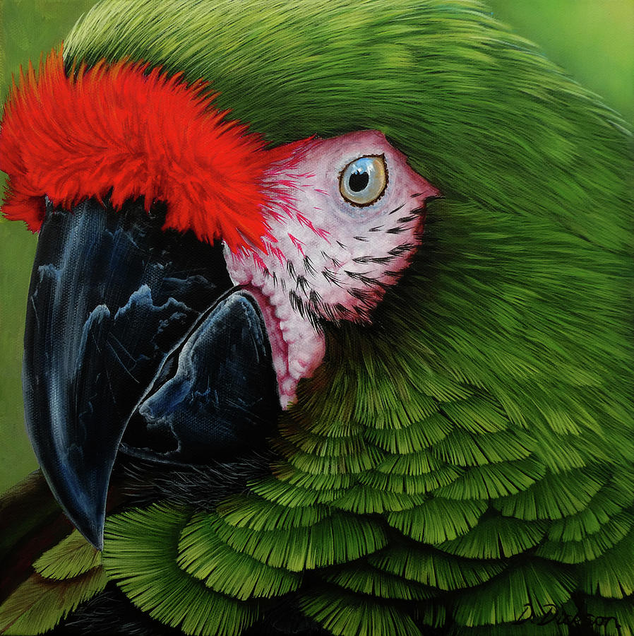 Parrot Painting - Military macaw 2 by Debra Dickson