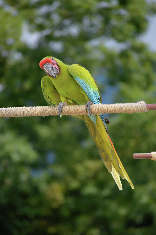Military Macaw Photograph by Thierry Lach Military Macaw Photograph by Thierry Lach