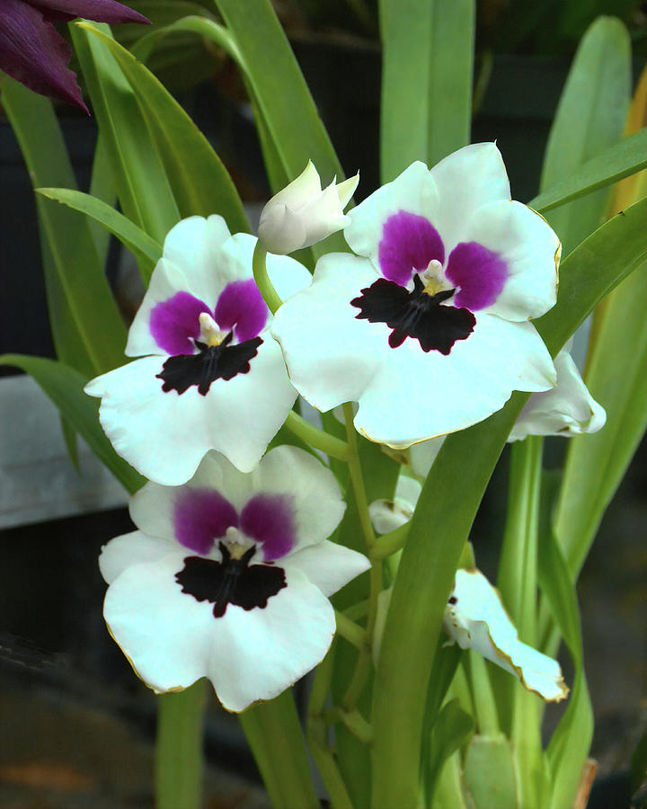 Militonia Pansy Orchid Photograph by Jerry Griffin