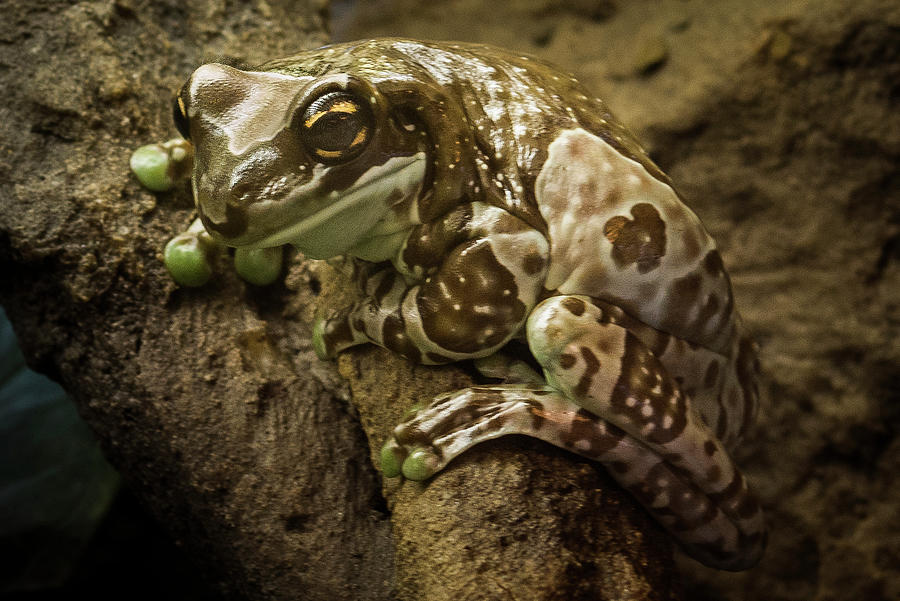 Milk Frog Photograph by David Hook - Fine Art America