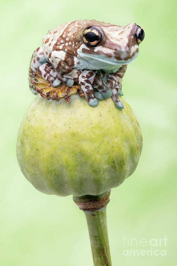 Milk Frog on a Flower Pod Photograph by Linda D Lester