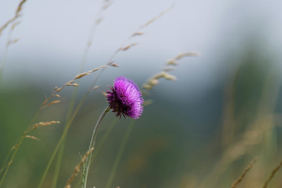 Milk Thistle Photograph by Rose Guinther