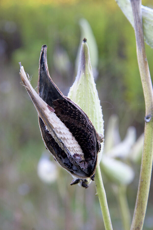 Milk Weed Photograph by Steven David Roberts Milk Weed Photograph by Steven David Roberts