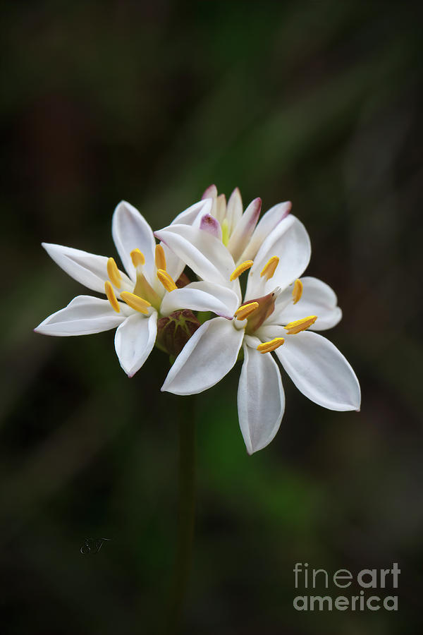 Milkmaids - Burchadia umbellata Photograph by Elaine Teague