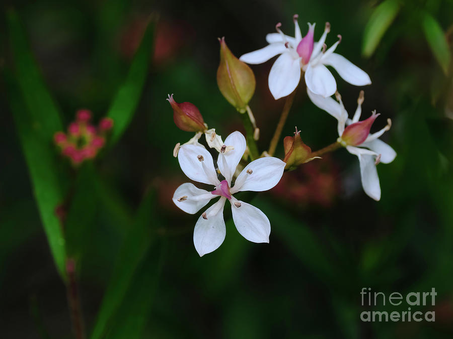 Milkmaids Photograph By Neil Maclachlan Fine Art America