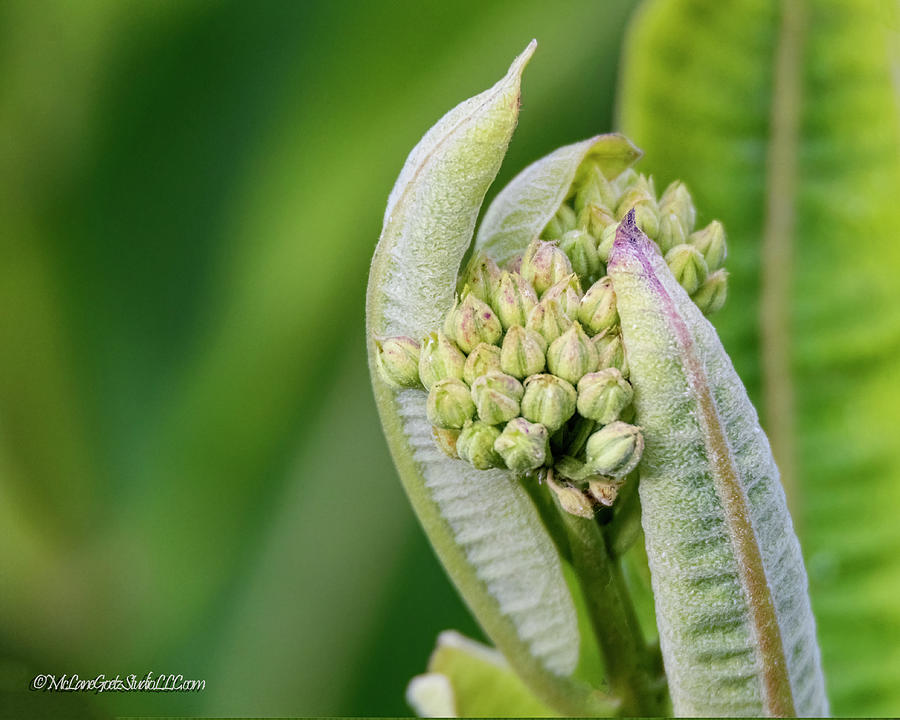 Milkweed A.k.a. Butterflyweed Photograph
