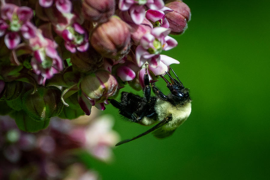 Milkweed and Bumble Bee Photograph by Linda Bonaccorsi
