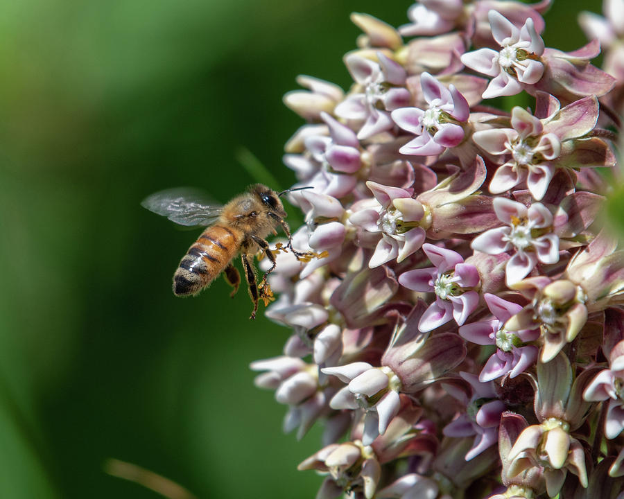 Milkweed And Honey Bee Photograph by Lara Ellis