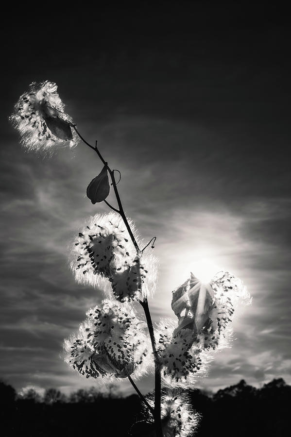 Milkweed Backlit Photograph by Michael Hubley