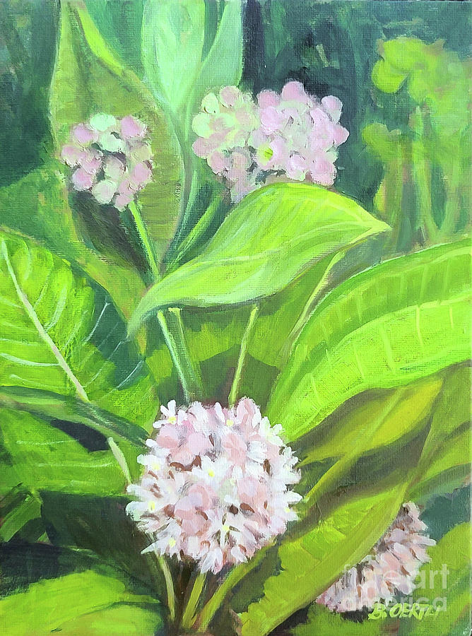 Milkweed Painting by Barbara Oertli