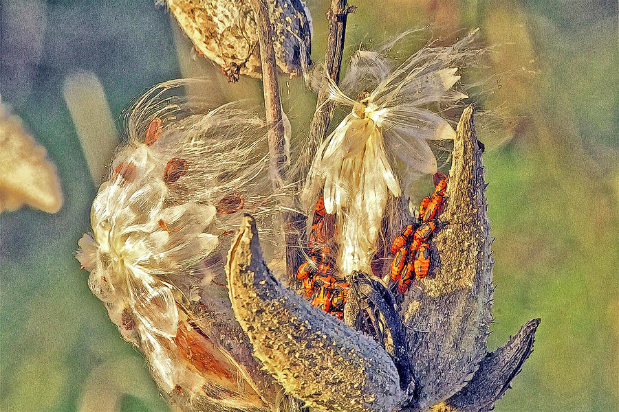 Milkweed Beetles Photograph by Constantine Gregory