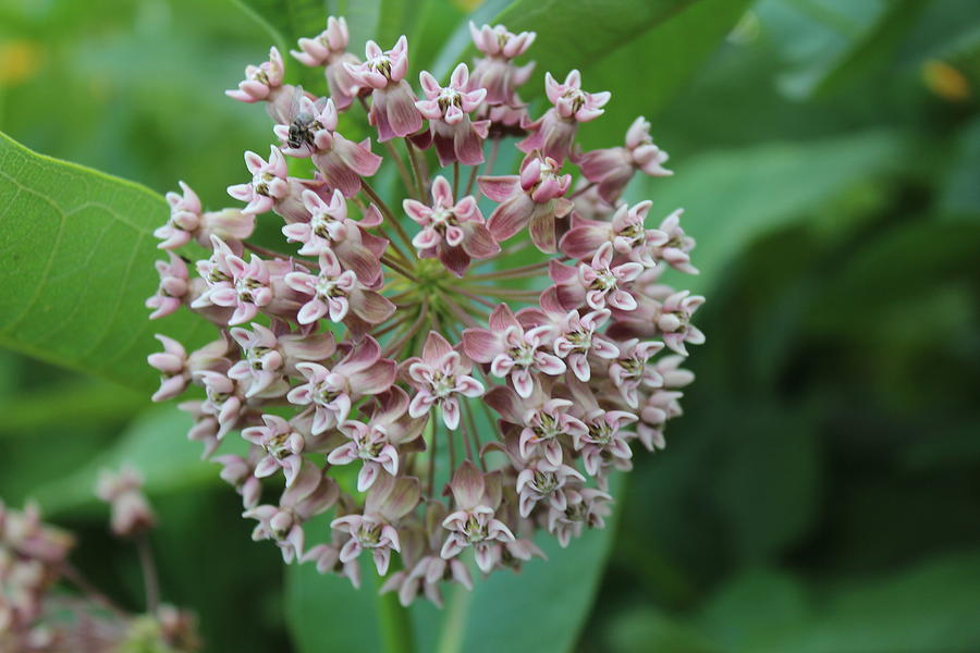 Milkweed Flowers Photograph - Milkweed Bloom by Callen Harty Milkweed Flowers Photograph - Milkweed Bloom by Callen Harty
