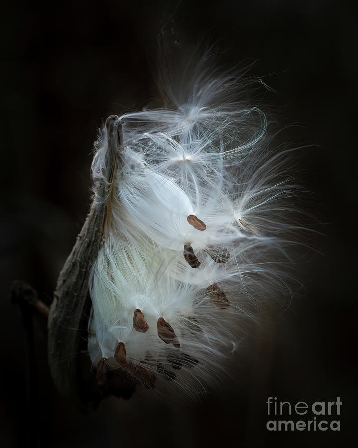 Milkweed Blowing in the Wind Photograph by Lorraine Cosgrove