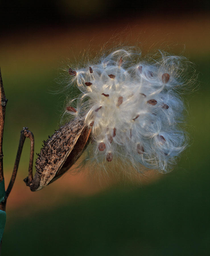 Milkweed Burst Photograph by Robert Pilkington
