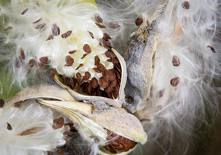 Milkweed Explosion Photograph by Eden Watt Milkweed Explosion Photograph by Eden Watt