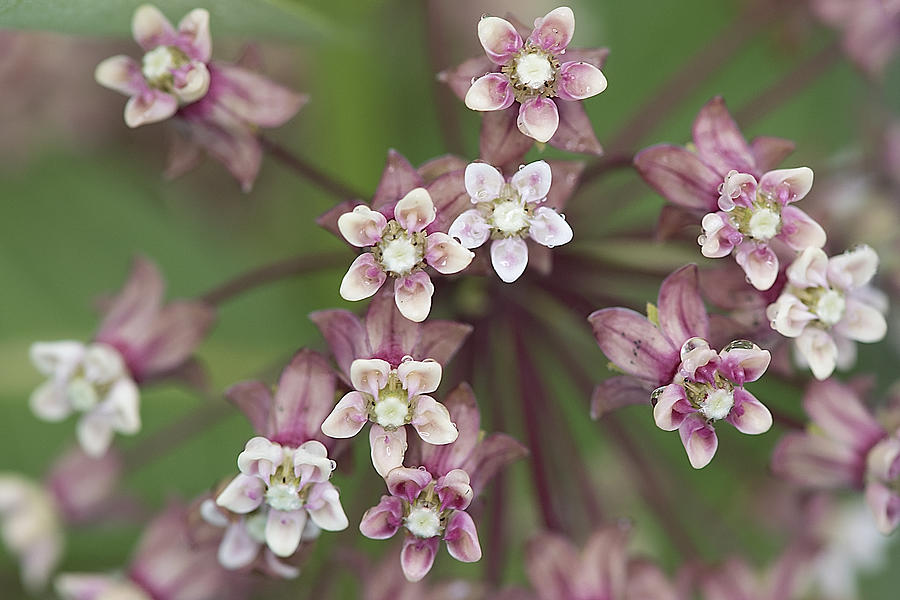 Milkweed Flower Closeup Photograph by Gail Shotlander