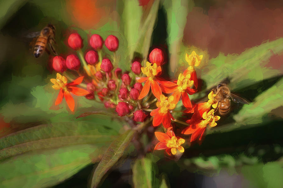 Milkweed Flowers and Honey Bee 118 Photograph by Rich Franco