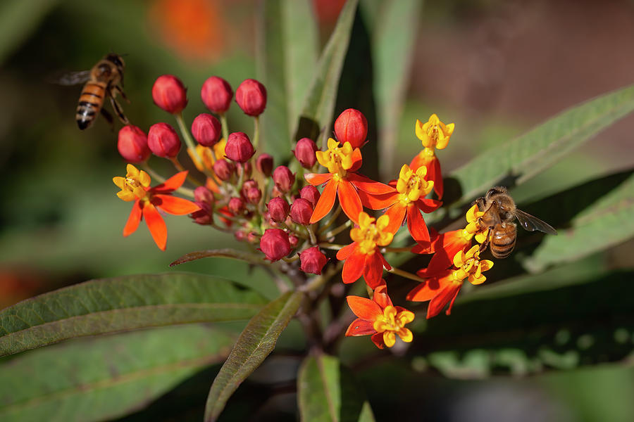 Milkweed Flowers and Honey Bees 119 Photograph by Rich Franco