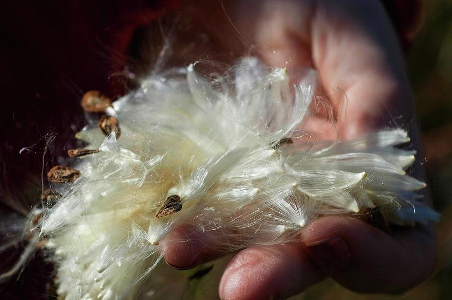 Milkweed Fluff and Seeds in Hand Photograph by James Oppenheim