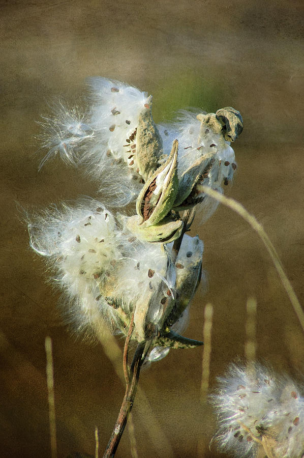 Milkweed Fluff Photograph by Mary Lee Dereske