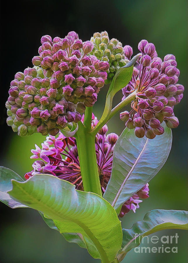 Milkweed - Line and Ink Style Photograph by Lorraine Cosgrove