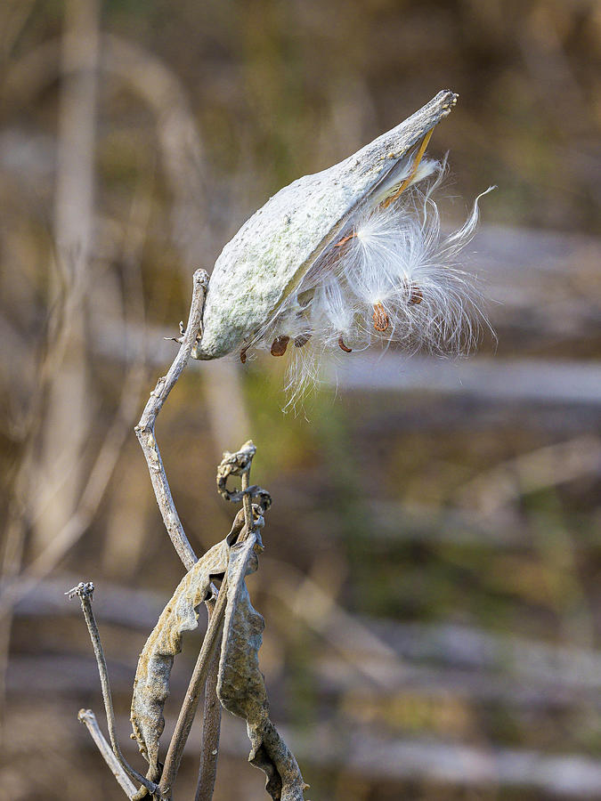 Milkweed Photograph by Mark Mille