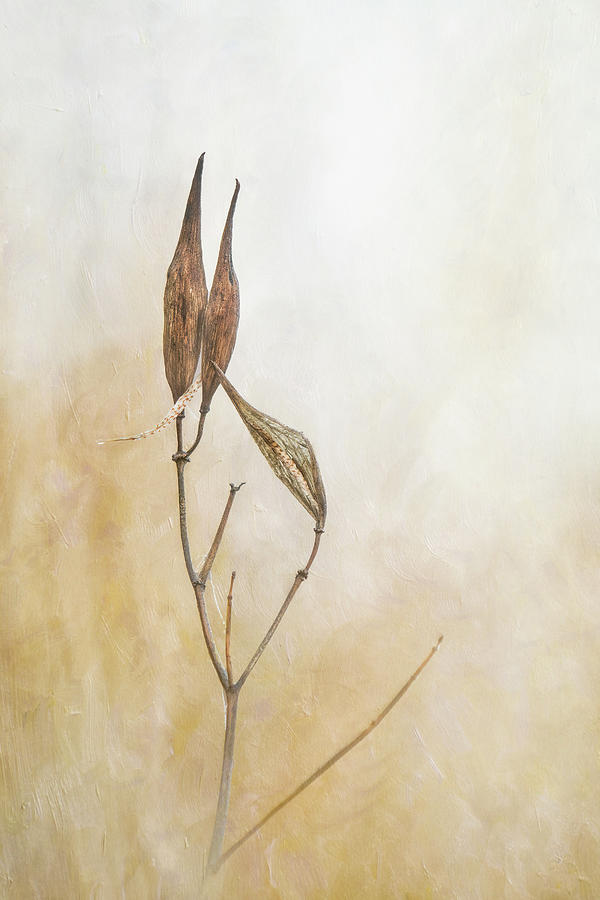 Milkweed Minimal Abstract Texture Photograph by Patti Deters