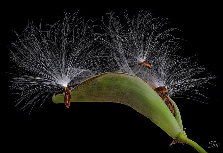 Milkweed Pod 1 Photograph by Endre Balogh