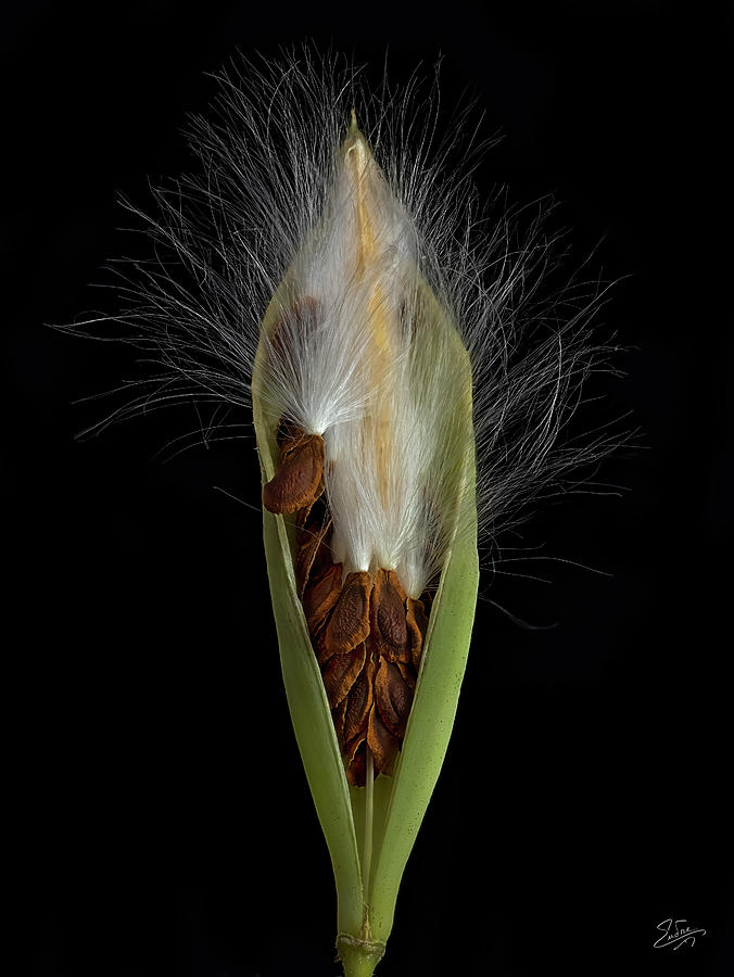 Milkweed Pod 2 Photograph by Endre Balogh
