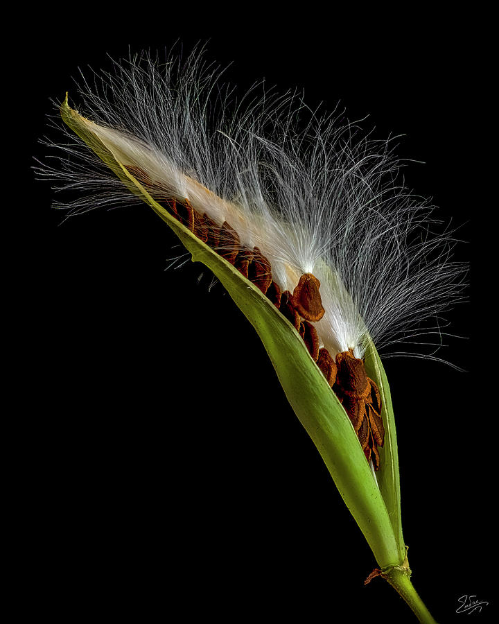 Milkweed Pod 3 Photograph by Endre Balogh