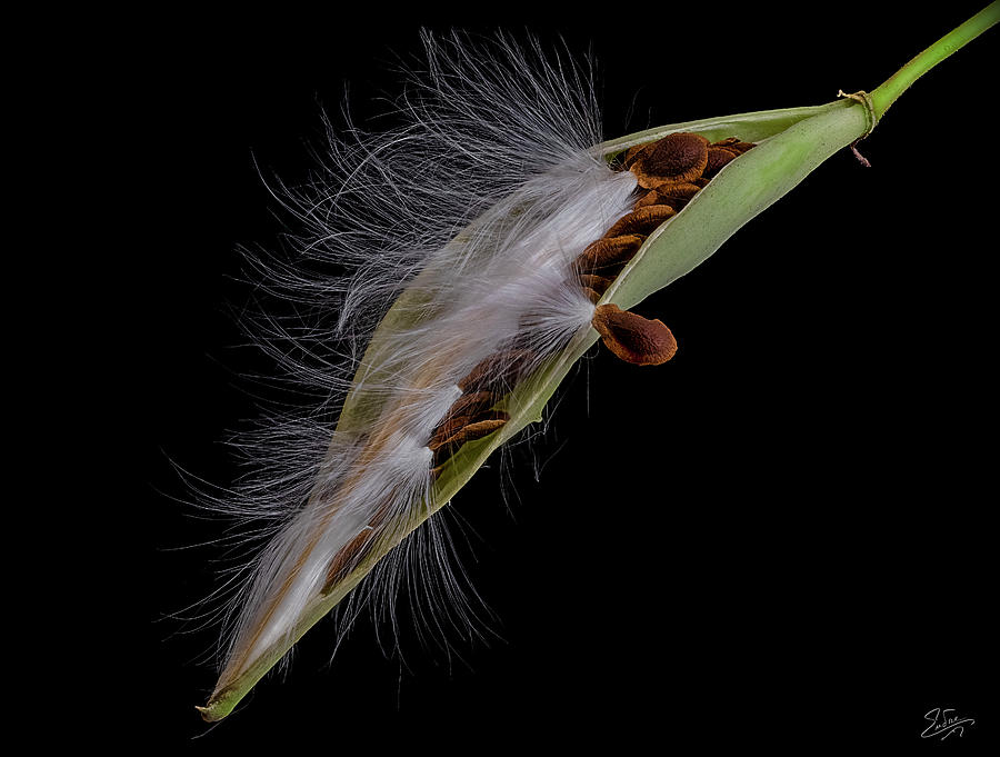 Milkweed Pod 4 Photograph by Endre Balogh