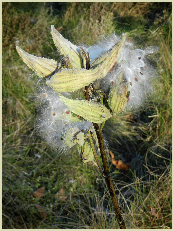 Milkweed Pod, Autumn Photograph by Lise Winne