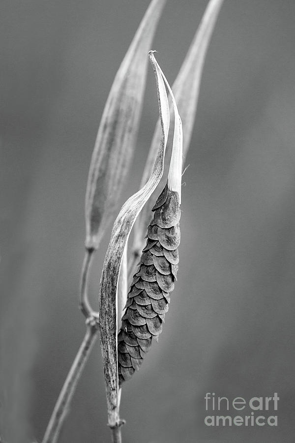Milkweed Pod Black And White Photograph by Sharon McConnell