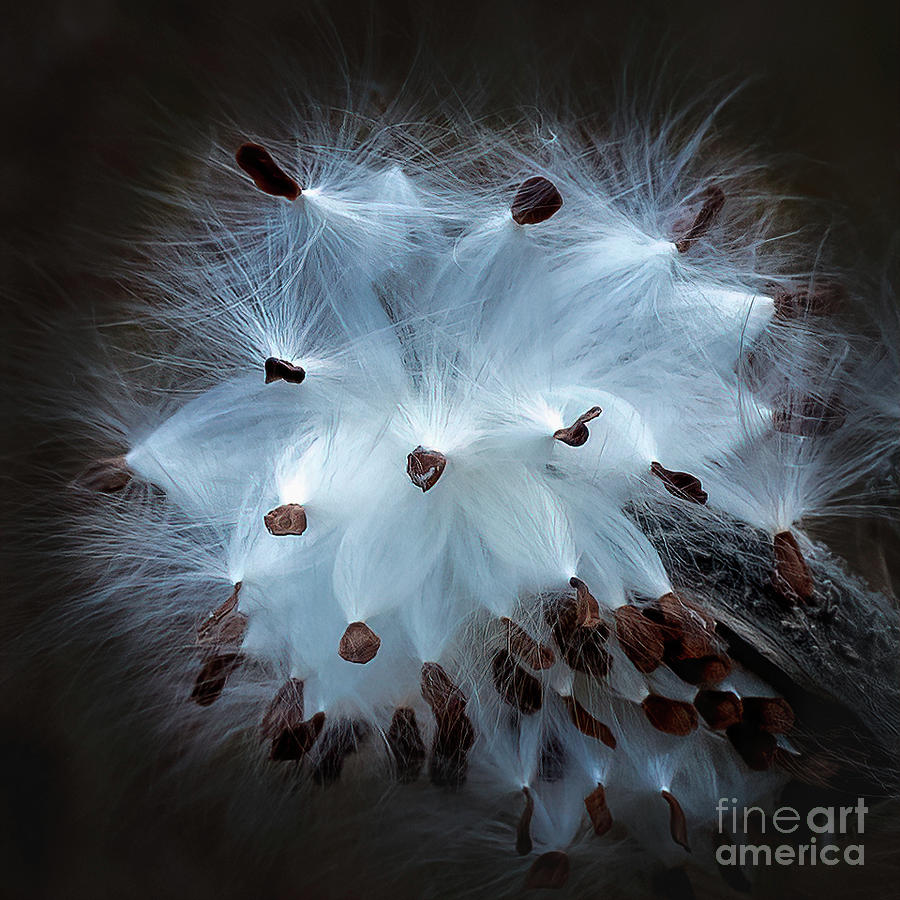 Milkweed Pod Bursting Photograph by Lorraine Cosgrove
