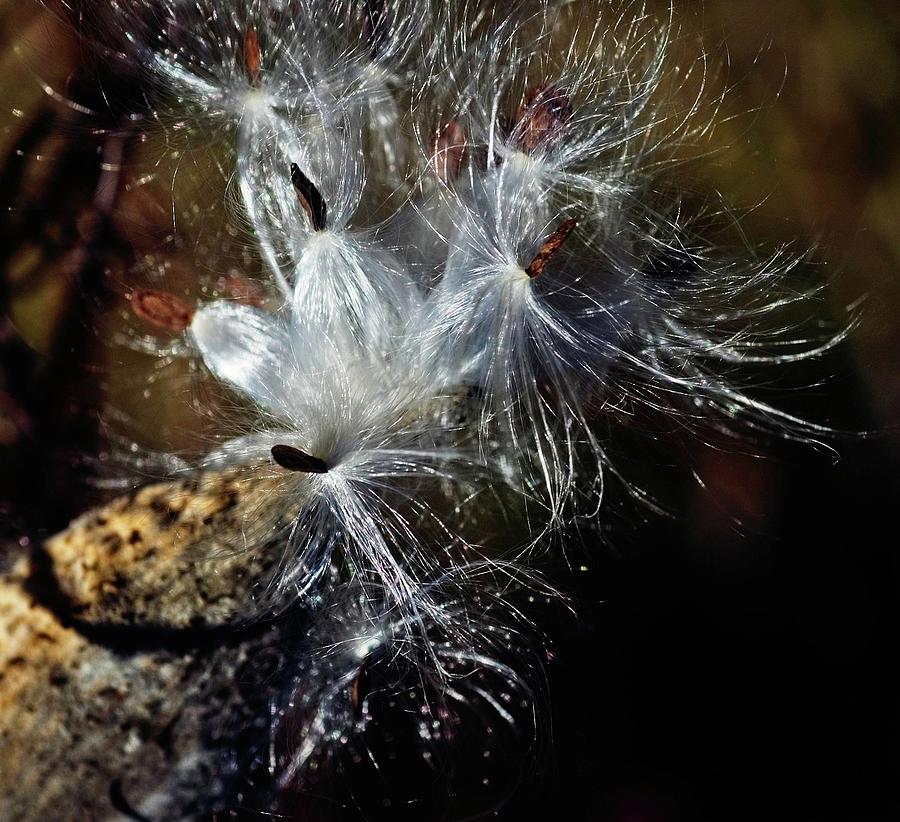 Milkweed Pod, Fluff, and Seeds Photograph by James Oppenheim