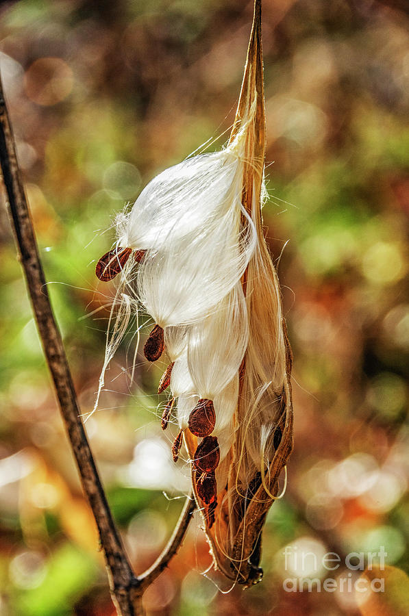 Milkweed Pod Seeds and Bokeh Photograph by Thomas R Fletcher